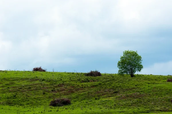 Hügel mit kleinem Baum — Stockfoto