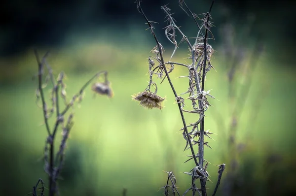 死んだ植物のクローズ アップ写真 — ストック写真