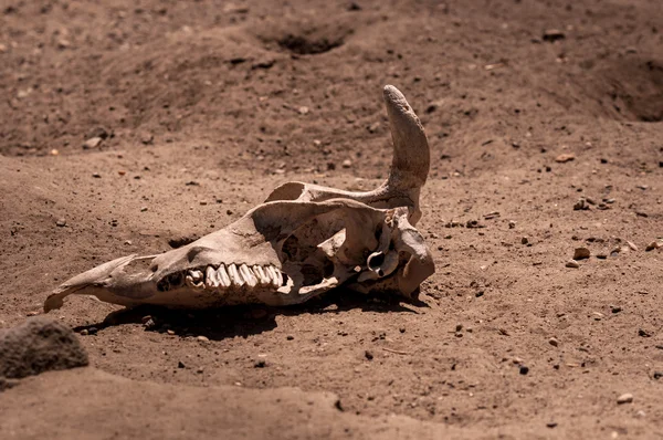 Restes d'un animal mort dans le sable — Photo