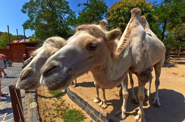 Camello divertido en el zoológico — Foto de Stock