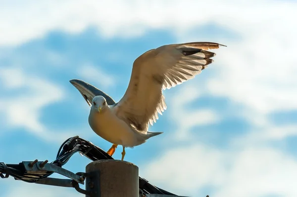 Seagull on electric tower — Stock Photo, Image