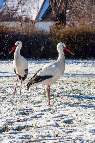 Cicogna in inverno — Foto Stock