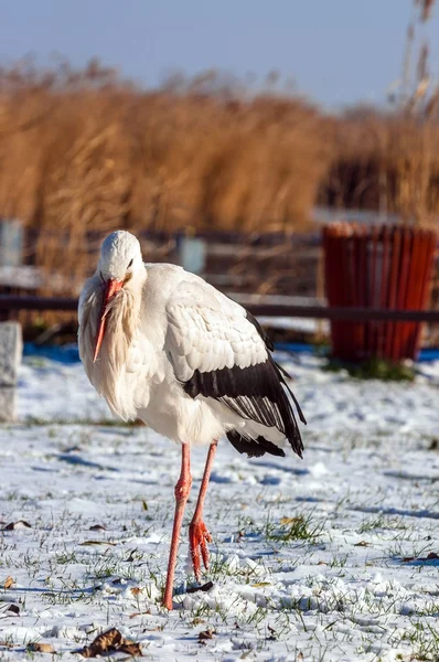 Cicogna in inverno — Foto Stock