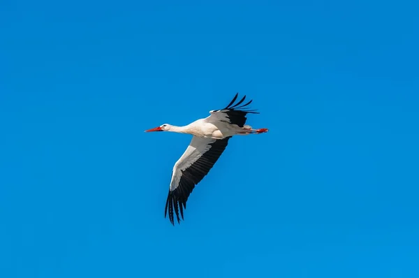 Stork på vintern — Stockfoto