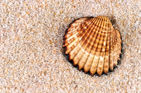 Coquille de mer en sable doux — Photo