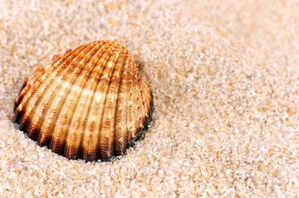 Sea shell in soft sand — Stockfoto