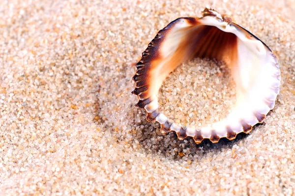 Guscio di mare in sabbia morbida — Foto Stock