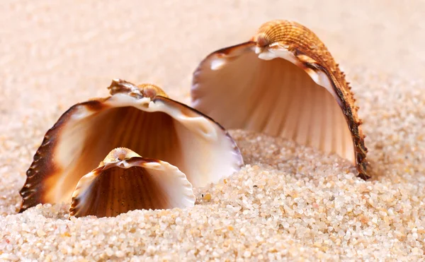 Морская раковина в мягком песке — стоковое фото