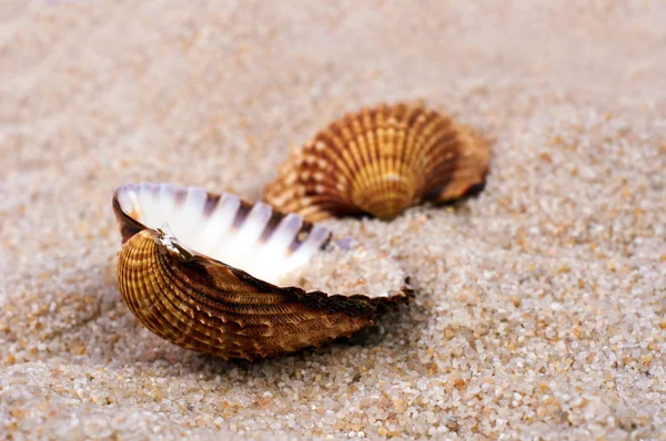 Морська мушля в м'якому піску — стокове фото