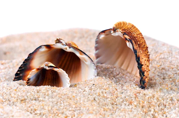 Guscio di mare in sabbia morbida — Foto Stock