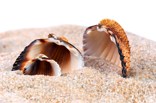 Sea shell in soft sand — Stock Photo, Image