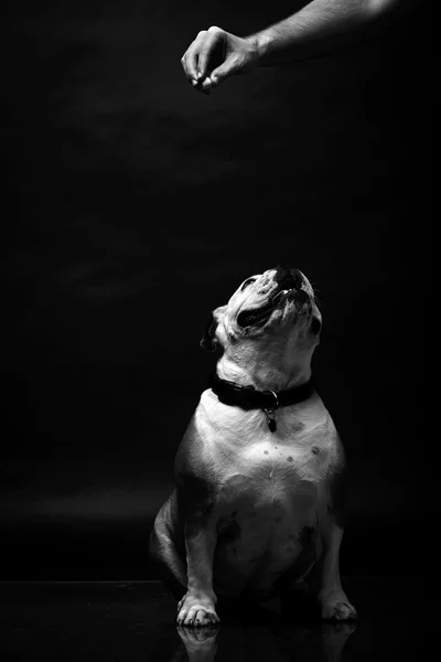 Giovane bulldog in studio — Foto Stock