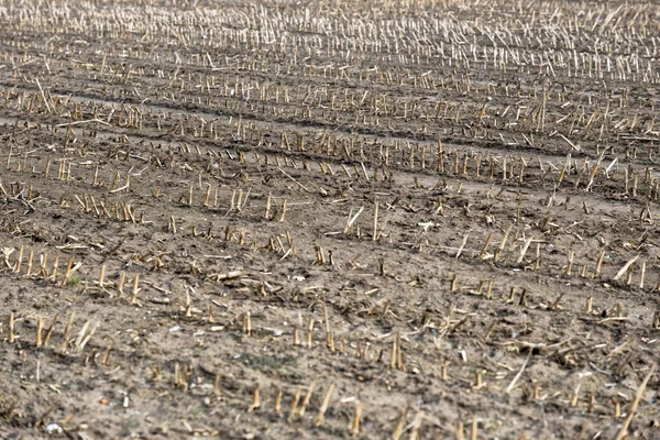 Droge gecultiveerd land met dode planten — Stockfoto