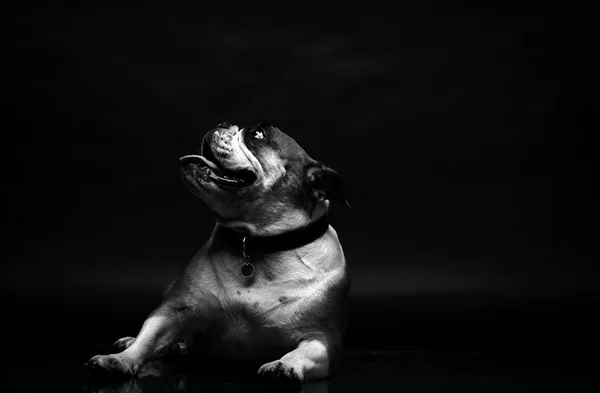 Junge Bulldogge im Atelier — Stockfoto