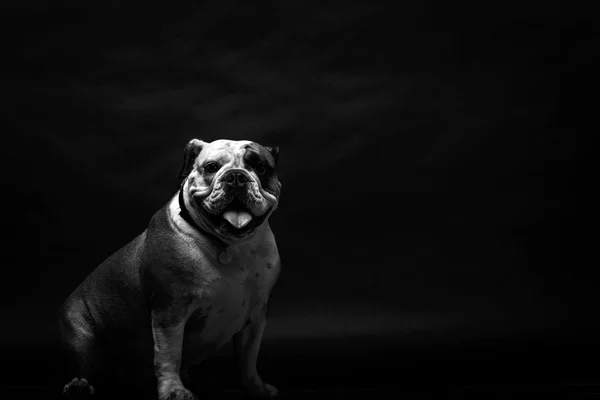 Genç bulldog Studio — Stok fotoğraf