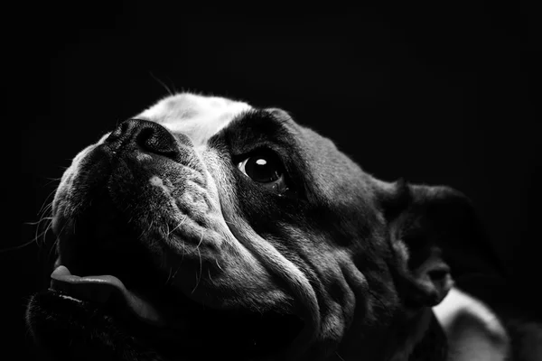 Bulldog joven en estudio — Foto de Stock