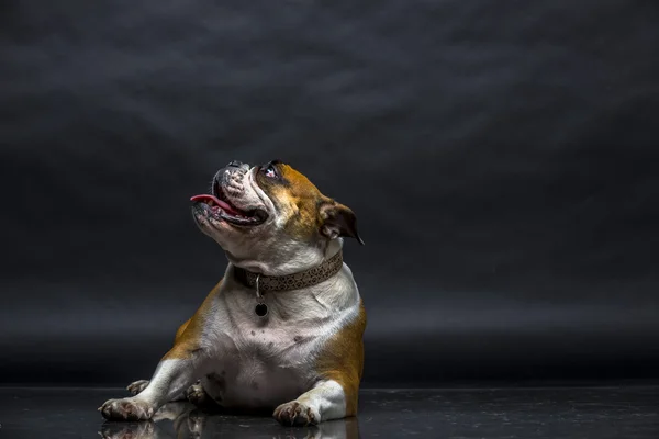 Junge Bulldogge im Atelier — Stockfoto