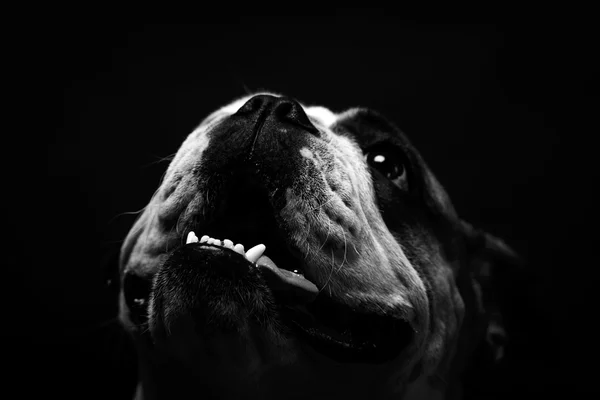 Junge Bulldogge im Atelier — Stockfoto
