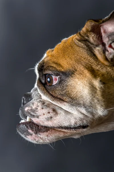 Junge Bulldogge im Atelier — Stockfoto