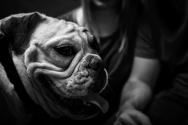 Junge Bulldogge im Atelier — Stockfoto