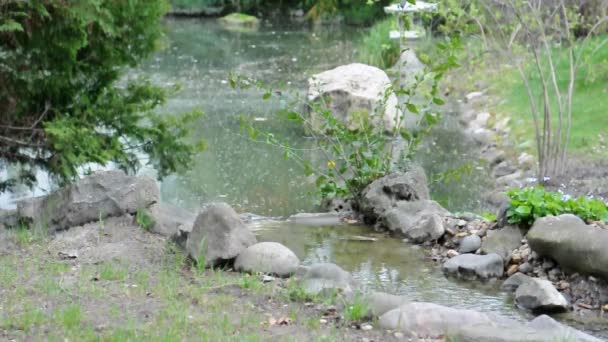 Маленький пруд с водопадом и зелеными растениями — стоковое видео