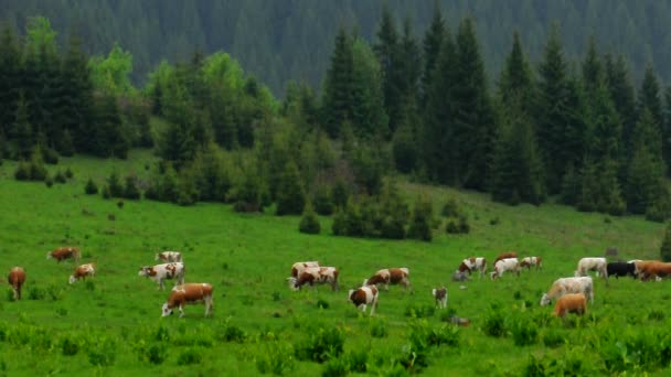 Algunas vacas en el campo — Vídeo de stock