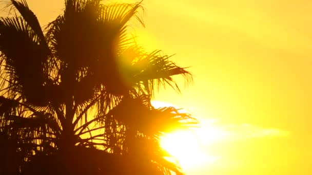 Fondo de verano con palmera — Vídeo de stock