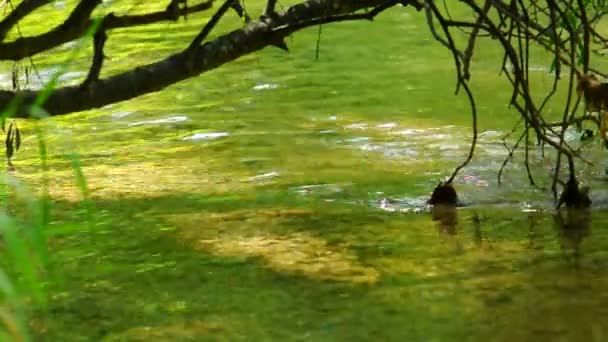 Water onder een branch — Stockvideo