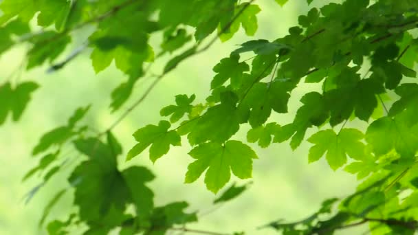 Ярко-зелёные листья — стоковое видео