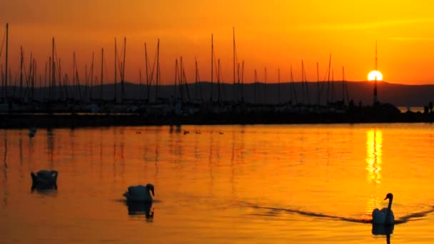 Silueta de algunos cisnes en el agua — Vídeos de Stock