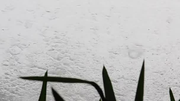 Lluvia cayendo sobre la ventana — Vídeo de stock