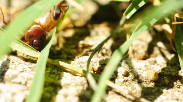 Kleine mieren op de grond — Stockvideo