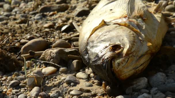 Sinekli çürümüş ölü balık — Stok video
