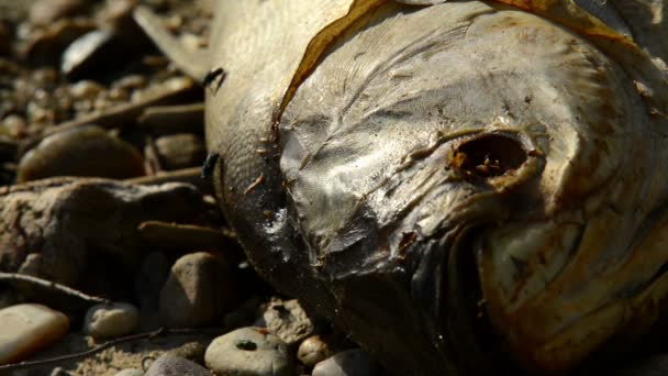 Mrtvé ryby hnilobou s mouchami — Stock video
