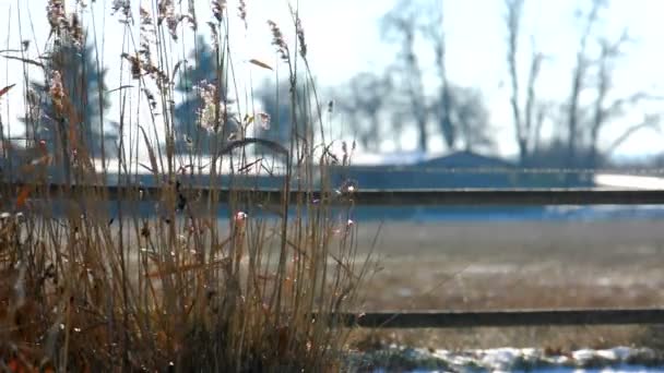 Rural scene with plants in the winter — Stock Video