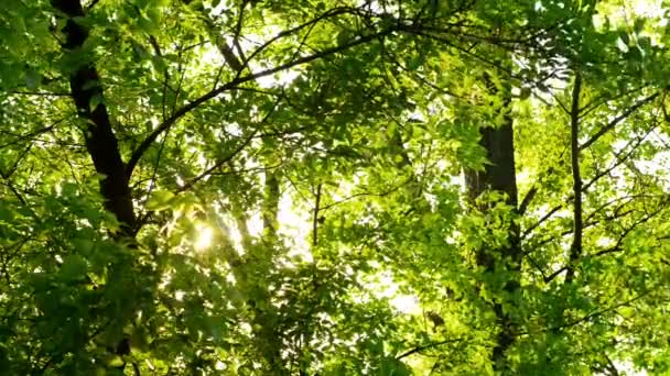 Mooie zomerse lichten in een forest — Stockvideo