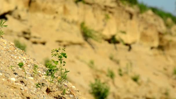 Pequeña planta soplada por el viento — Vídeo de stock