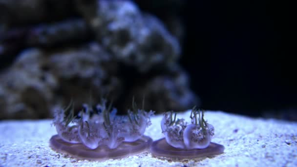 Havslevande djur i vattnet — Stockvideo