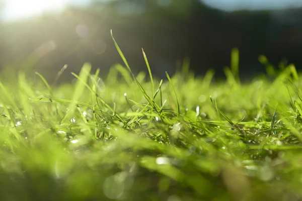 Fressh gröna gräs utomhus — Stockfoto