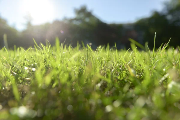 FreSSH groen gras buitenshuis — Stockfoto
