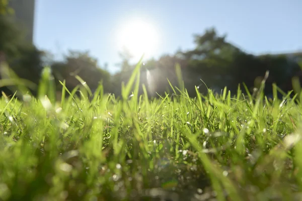 Grama verde fresca ao ar livre — Fotografia de Stock