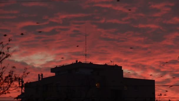 Crows flying at dusk on the sky — Stock Video