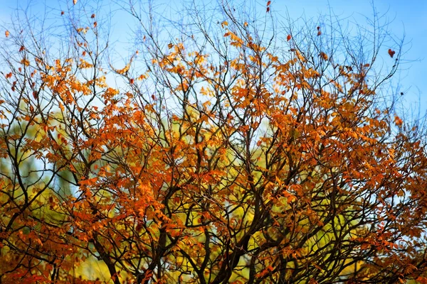 Parte superiore di un albero autunnale — Foto Stock