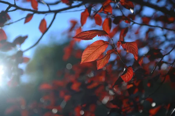 Bunter Hintergrund der Herbstblätter — Stockfoto