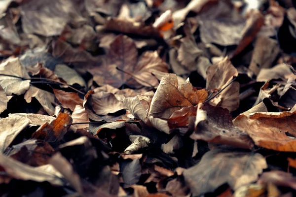 Bunter Hintergrund der Herbstblätter — Stockfoto