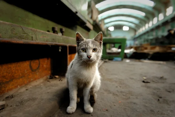 Dirty street cat sitting in factory — Stock Photo, Image