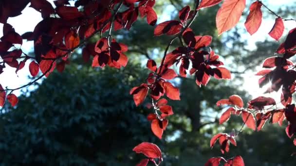 Червоне листя на дереві — стокове відео