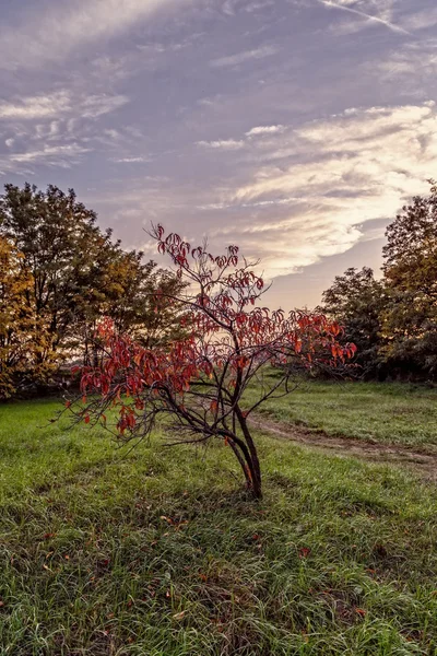 Ročník strom květ fotografie krásných Cherry — Stock fotografie