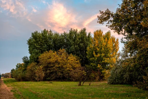 Jahrgang Baum Blume Foto der schönen Kirsche — Stockfoto