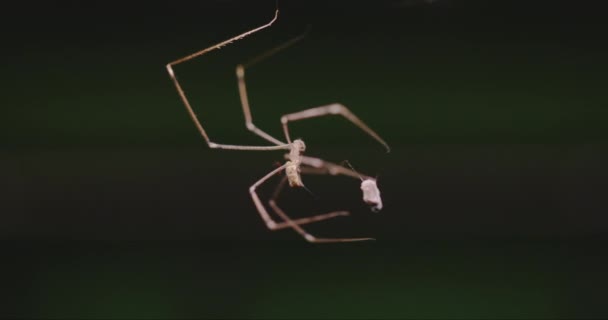 Große Spinne wickelt Insekt in Netz ein — Stockvideo
